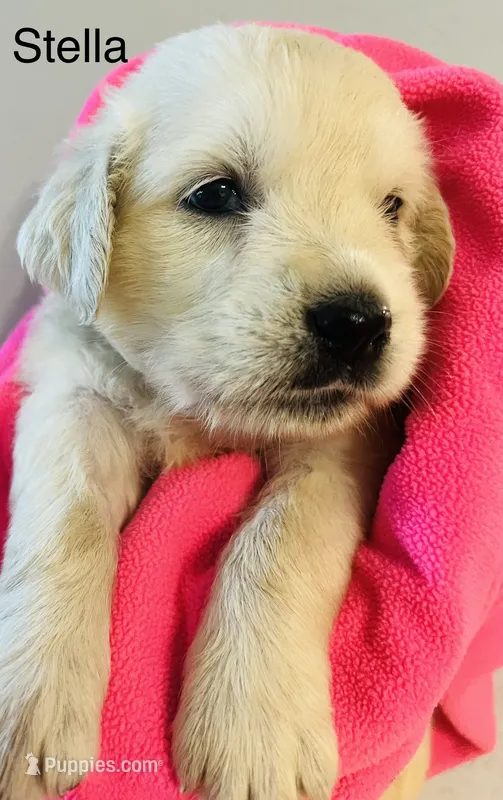 Stella – Golden Retriever puppy for sale in Dunnellon, FL