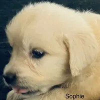 Sophie, a female Golden Retriever for sale in Dunnellon, FL – 3 of 10