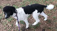 Sylvie, a female Poodle - Standard  for sale in Dunnellon, FL – 2 of 10