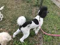 Sylvie, a female Poodle - Standard  for sale in Dunnellon, FL – 9 of 10