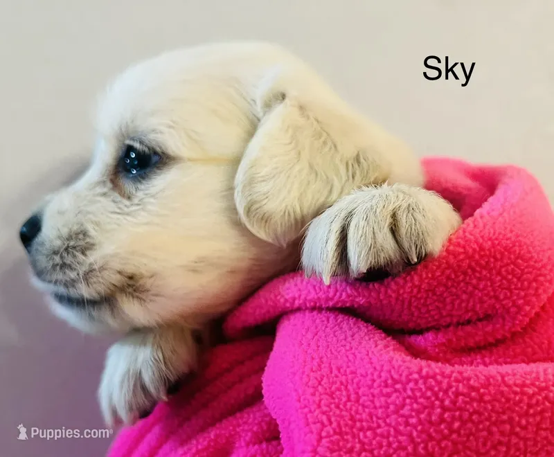 Sky – Golden Retriever puppy on hold in Dunnellon, FL