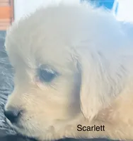 Scarlett, a female Golden Retriever for sale in Dunnellon, FL – 4 of 10