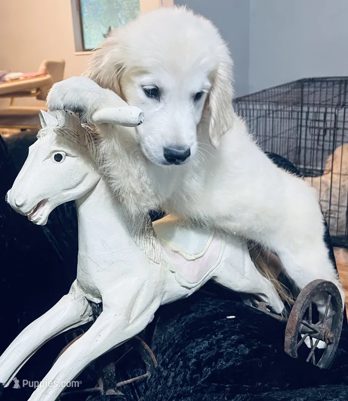 Scarlett – Golden Retriever puppy for sale in Dunnellon, FL