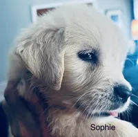 Sophie, a female Golden Retriever for sale in Dunnellon, FL – 2 of 10
