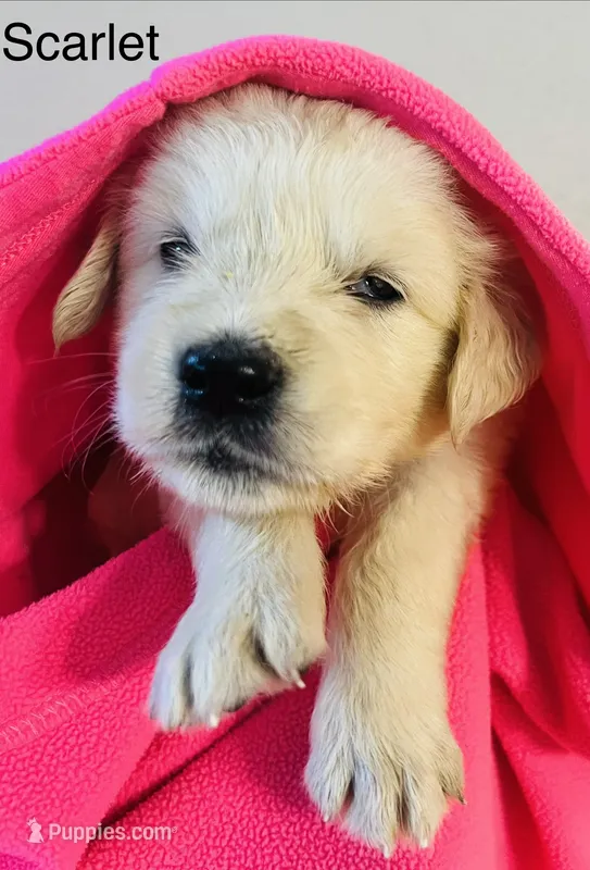 Scarlett – Golden Retriever puppy for sale in Dunnellon, FL