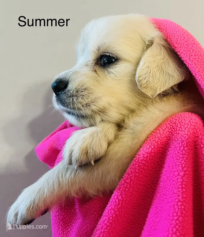 Summer – Golden Retriever puppy for sale in Dunnellon, FL