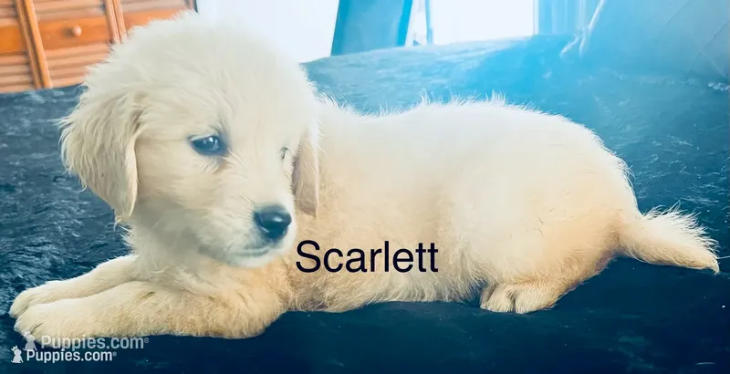 Scarlett – Golden Retriever puppy for sale in Dunnellon, FL