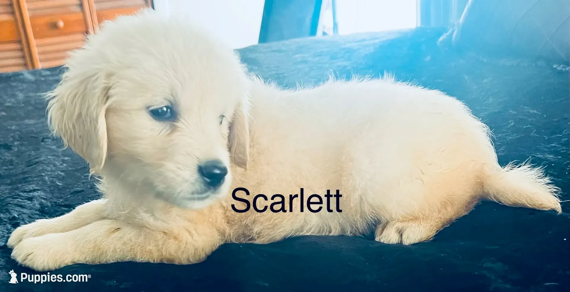 Scarlett, a female Golden Retriever for sale in Dunnellon, FL – 1 of 10