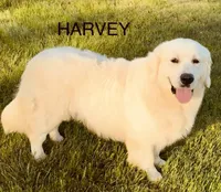 Sophie, a female Golden Retriever for sale in Dunnellon, FL – 10 of 10
