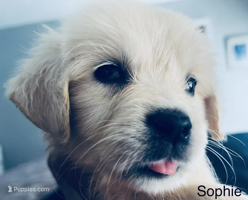 Sophie – Golden Retriever puppy for sale in Dunnellon, FL