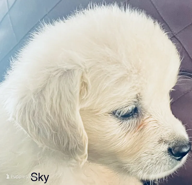 Sky – Golden Retriever puppy for sale in Dunnellon, FL