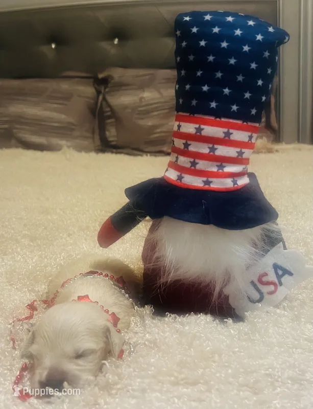 Summer – Golden Retriever puppy for sale in Dunnellon, FL
