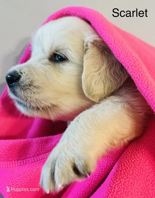 Scarlett – Golden Retriever puppy for sale in Dunnellon, FL