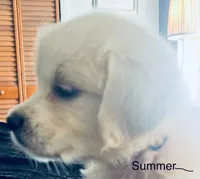 Summer, a female Golden Retriever for sale in Dunnellon, FL – 2 of 10