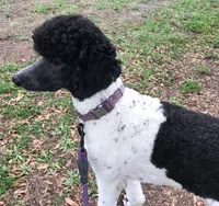 Sylvie, a female Poodle - Standard  for sale in Dunnellon, FL – 3 of 10