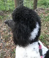 Sylvie, a female Poodle - Standard  for sale in Dunnellon, FL – 4 of 10