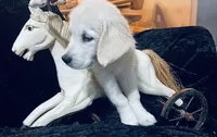 Sophie, a female English Cream Golden Retriever for sale in Dunnellon, FL – 2 of 10