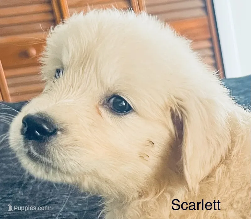 Scarlett – Golden Retriever puppy for sale in Dunnellon, FL