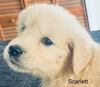 Scarlett, a female Golden Retriever for sale in Dunnellon, FL – 2 of 10