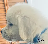 Sky, a female Golden Retriever for sale in Dunnellon, FL – 2 of 10