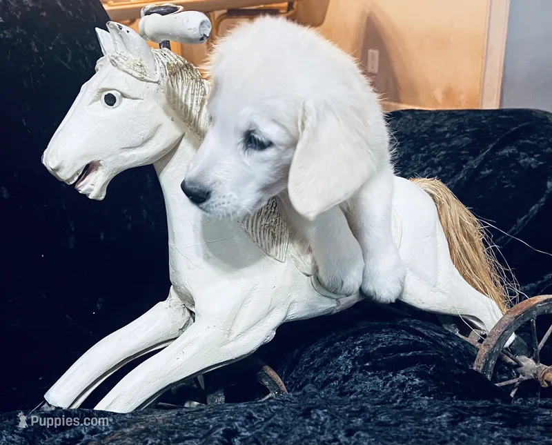 Sophie – English Cream Golden Retriever puppy for sale in Dunnellon, FL