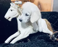 Sophie, a female English Cream Golden Retriever for sale in Dunnellon, FL – 1 of 10