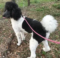 Sylvie, a female Poodle - Standard  for sale in Dunnellon, FL – 5 of 10