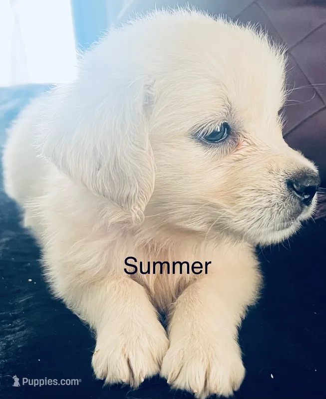 Summer – Golden Retriever puppy for sale in Dunnellon, FL
