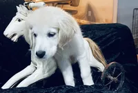 Summer, a female English Cream Golden Retriever for sale in Dunnellon, FL – 2 of 7