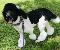 Sylvie, a female Poodle - Standard  for sale in Dunnellon, FL – 6 of 10