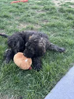 Porkchop, a male Goldendoodle for sale in Elizabeth, CO – 4 of 5