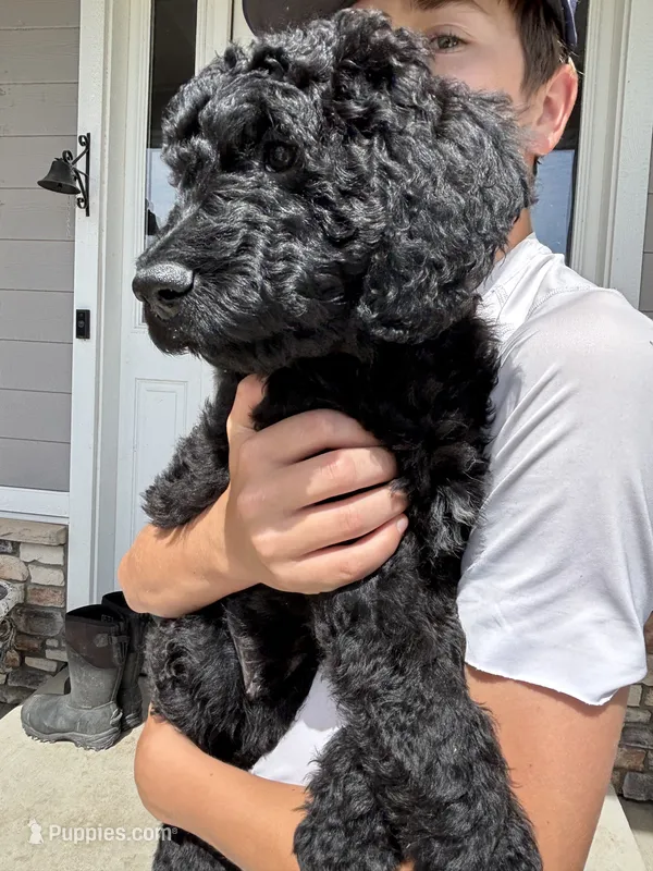 York – Goldendoodle puppy for sale in Elizabeth, CO
