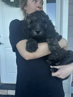 Porkchop, a male Goldendoodle for sale in Elizabeth, CO – 3 of 5