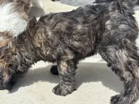 Porkchop, a male Goldendoodle for sale in Elizabeth, CO – 2 of 5