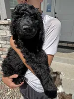 York, a male Goldendoodle for sale in Elizabeth, CO – 2 of 3