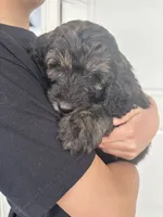 Porkchop, a male Goldendoodle for sale in Elizabeth, CO – 5 of 5