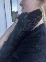 York, a male Goldendoodle for sale in Elizabeth, CO – 3 of 3
