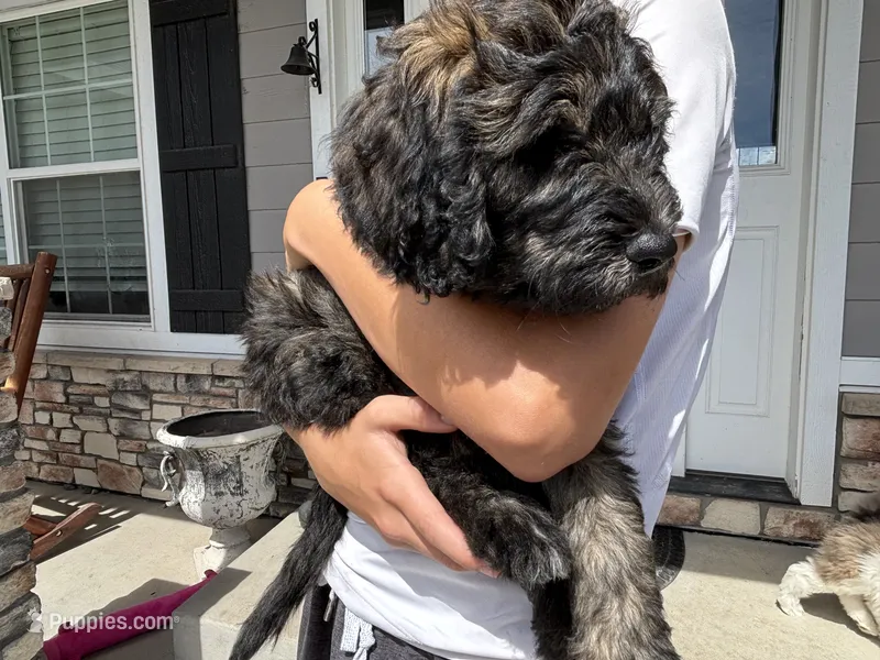 Porkchop – Goldendoodle puppy for sale in Elizabeth, CO