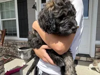 Porkchop, a male Goldendoodle for sale in Elizabeth, CO – 1 of 5