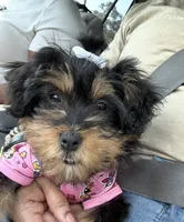 Kashmere, a female Maltipoo and Chihuahua for sale in Slidell, LA – 2 of 5