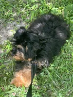 Kashmere, a female Maltipoo and Chihuahua for sale in Slidell, LA – 5 of 5