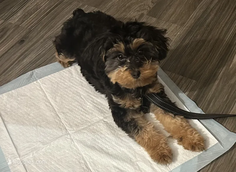 Kashmere – Maltipoo, Chihuahua puppy for sale in Slidell, LA