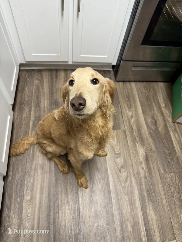 Jacks – Goldendoodle puppy for sale in Mesa, AZ
