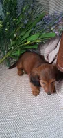 LH shaded red male, a male Miniature Dachshund for sale in Fair Grove, MO – 2 of 2