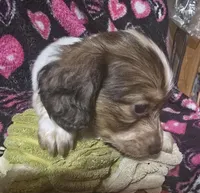 LH Piebald Male, a male Miniature Dachshund for sale in Fair Grove, MO – Photo 4 of 4