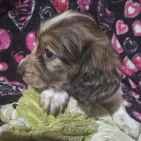 LH Piebald Male, a male Miniature Dachshund for sale in Fair Grove, MO – Photo 2 of 4