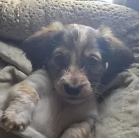 LH Piebald Male, a male Miniature Dachshund for sale in Fair Grove, MO – Photo 3 of 4