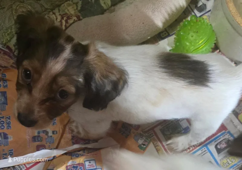 LH Piebald Male – Miniature Dachshund puppy for sale in Fair Grove, MO