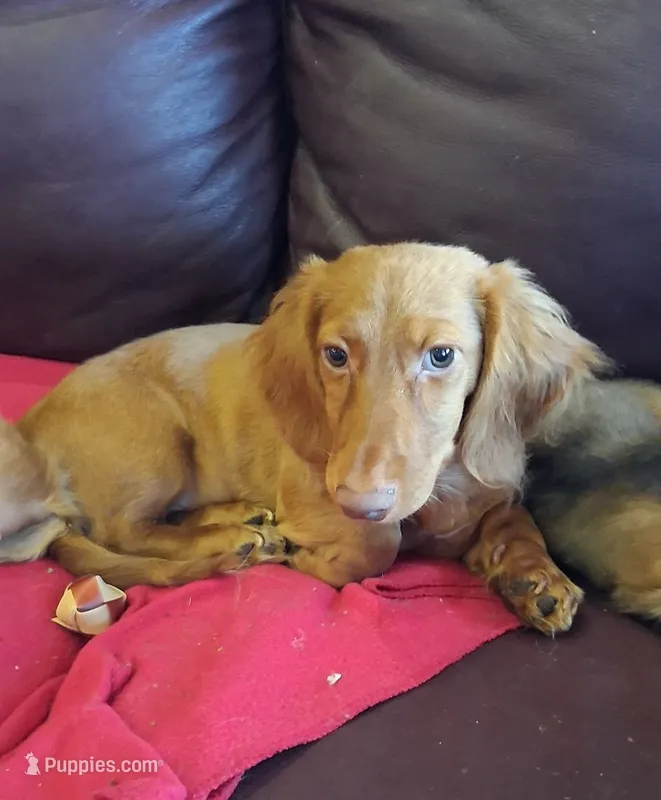LH red male – Miniature Dachshund puppy for sale in Fair Grove, MO