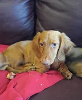 LH red male, a male Miniature Dachshund for sale in Fair Grove, MO – 1 of 2